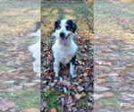 Small Photo #1 Australian Shepherd-Unknown Mix Puppy For Sale in Bardstown, KY, USA
