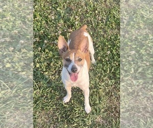 Mother of the Rat Terrier puppies born on 06/25/2026