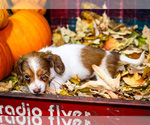 Small Photo #20 Dachshund Puppy For Sale in WAKARUSA, IN, USA