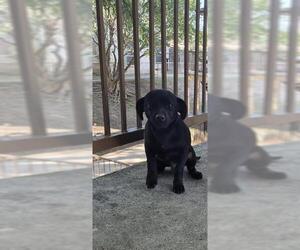 Mutt Dogs for adoption in San Antonio, TX, USA