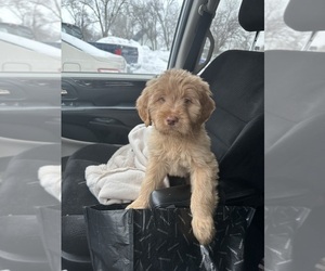 Goldendoodle Puppy for sale in BUFFALO, MN, USA
