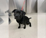 ELECTRA - Female Labrador Retriever-Unknown Mix Dog for Adoption - Small photo