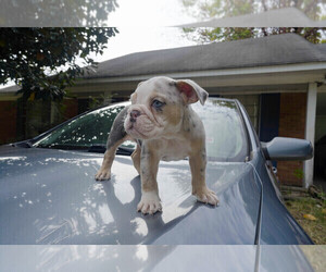 Olde English Bulldogge Puppy for Sale in MEMPHIS, Tennessee USA