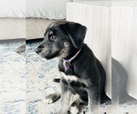 Small Photo #10 Goberian Puppy For Sale in MAINEVILLE, OH, USA