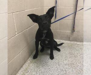 Labrador Retriever Dogs for adoption in Conroe, TX, USA