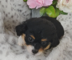 Small Photo #7 Pembroke Welsh Corgi-Poodle (Miniature) Mix Puppy For Sale in LEBANON, MO, USA