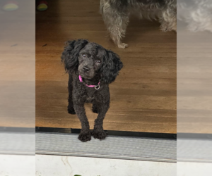 Poodle (Miniature) Dogs for adoption in Holly Springs, NC, USA