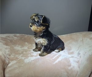 Yorkshire Terrier Puppy for sale in WEBSTER, FL, USA