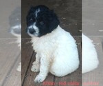 Small Photo #4 Pyredoodle Puppy For Sale in MARION, TX, USA