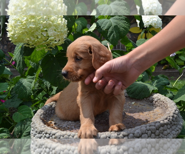 Medium Photo #4 Golden Retriever Puppy For Sale in GREENWOOD, WI, USA