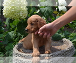 Small Photo #11 Golden Retriever Puppy For Sale in GREENWOOD, WI, USA