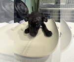 Small American Staffordshire Terrier-Labrador Retriever Mix