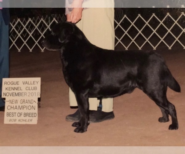 Medium Photo #1 Labrador Retriever Puppy For Sale in EUGENE, OR, USA