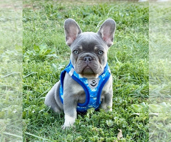 Medium Photo #3 French Bulldog Puppy For Sale in JACKSBORO, TX, USA