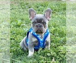 Small #2 French Bulldog