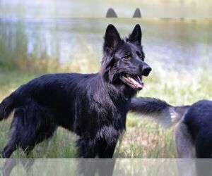 Mother of the German Shepherd Dog puppies born on 05/16/2019