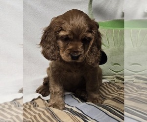 Medium English Cocker Spaniel