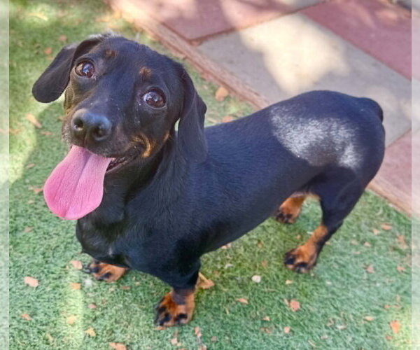 Medium Photo #4 Chiweenie Puppy For Sale in La Verne, CA, USA