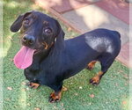 Small #3 Chiweenie