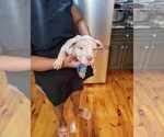 Puppy Puppy 2 MALE American Bully