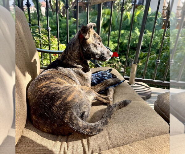 Medium Photo #2 Mutt Puppy For Sale in San Juan Capistrano, CA, USA