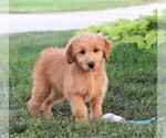 Small Photo #5 Goldendoodle (Miniature) Puppy For Sale in SYRACUSE, IN, USA