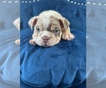 Small Photo #6 English Bulldog Puppy For Sale in MEMPHIS, TN, USA