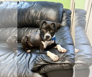 Mutt Dogs for adoption in Spring Lake, NJ, USA