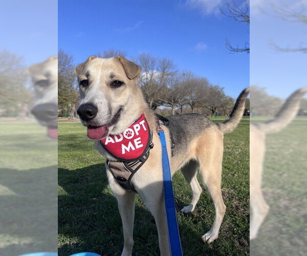 Medium Photo #1 German Shepherd Dog-Unknown Mix Puppy For Sale in Plano, TX, USA