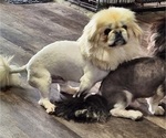 Small Photo #2 Pekingese Puppy For Sale in JOICE, IA, USA