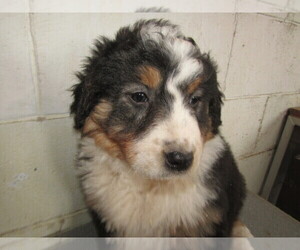 English Shepherd Puppy for sale in CHICAGO, IL, USA