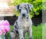 Small #3 Great Dane