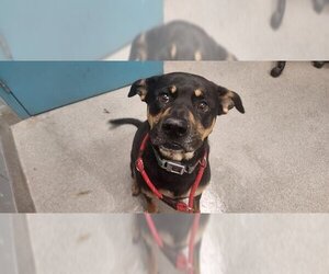 Shepweiller Dogs for adoption in Las Vegas, NV, USA
