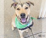 Small #5 Retriever  Mix