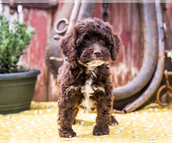 Medium Photo #3 Cockapoo Puppy For Sale in WAKARUSA, IN, USA