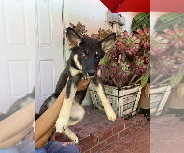 Medium Photo #4 German Shepherd Dog-Huskies  Mix Puppy For Sale in Dana Point, CA, USA