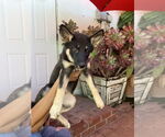Small #3 German Shepherd Dog-Huskies  Mix