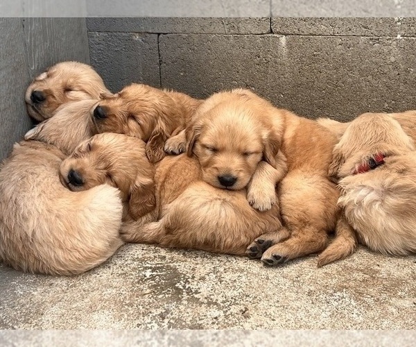 Medium Photo #10 Golden Retriever Puppy For Sale in GRANITE BAY, CA, USA
