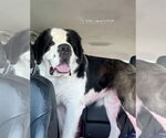 Small #1 Saint Bernard