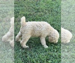 Small Photo #4 Poodle (Standard) Puppy For Sale in LAWRENCEBURG, TN, USA
