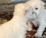 Small #1 West Highland White Terrier