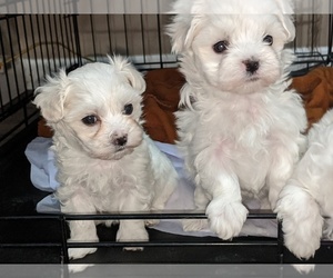 Maltese Puppy for sale in BEATRICE, NE, USA