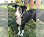 Small #2 Beagle-Pointer Mix