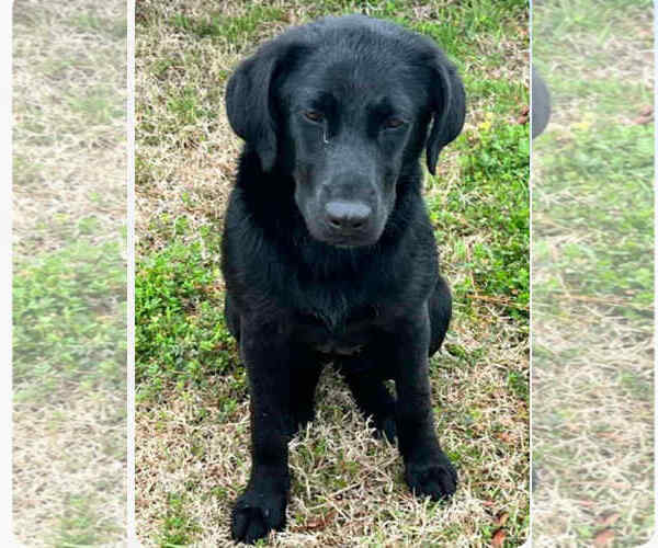 Medium Photo #1 Mutt Puppy For Sale in Rockaway, NJ, USA