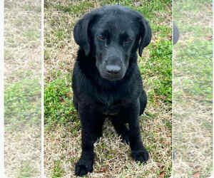 Mutt Dogs for adoption in Rockaway, NJ, USA