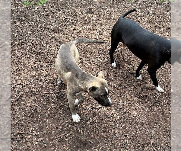 Medium Photo #10 American Pit Bull Terrier-Unknown Mix Puppy For Sale in MECHANICSBURG, PA, USA