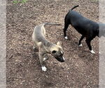 Small #9 American Pit Bull Terrier Mix