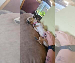 Cricket - Female Chihuahua-Unknown Mix Dog for Adoption - Photo #2
