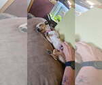 Small #1 Chihuahua Mix