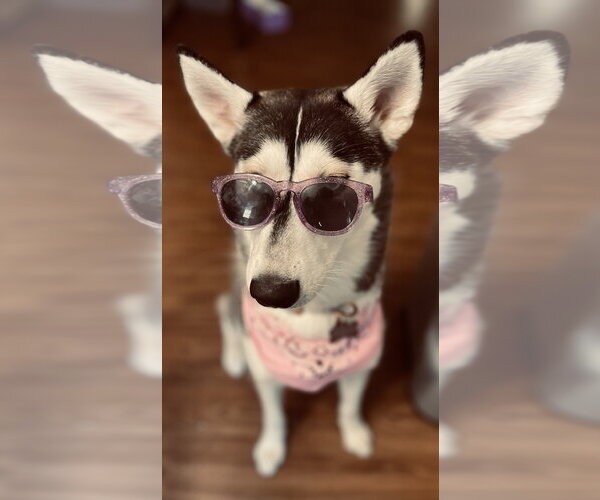 Medium Photo #4 Siberian Husky Puppy For Sale in Carrollton, TX, USA